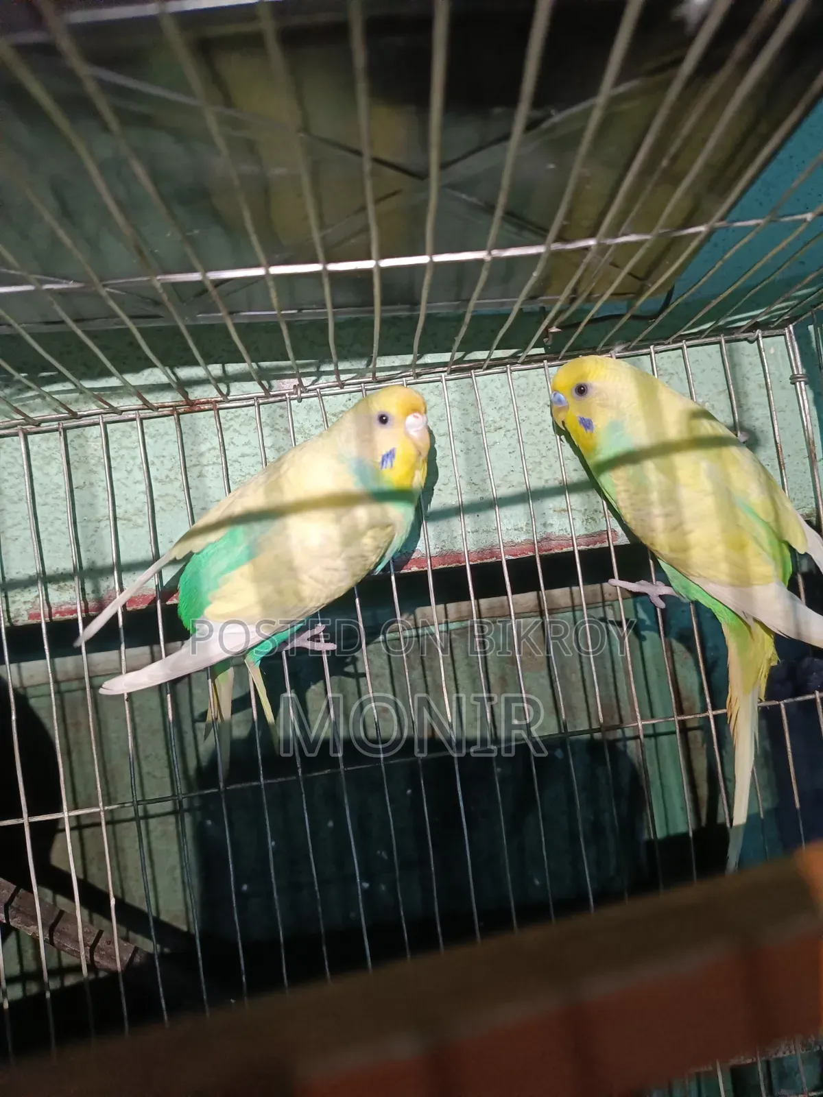 Budgie Bird