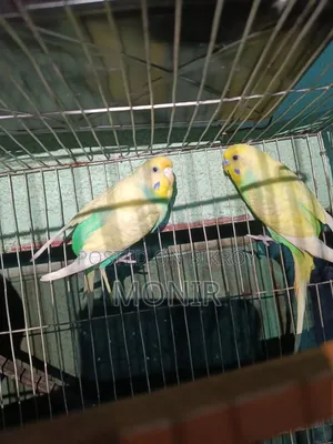 Budgie Bird
