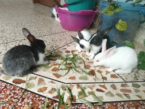 Rabbit bunnies for sale