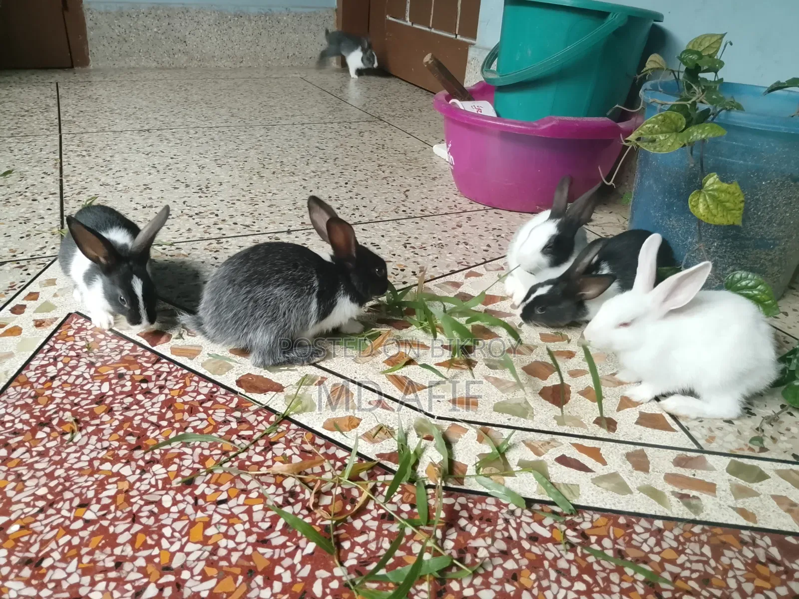 Rabbit bunnies for sale