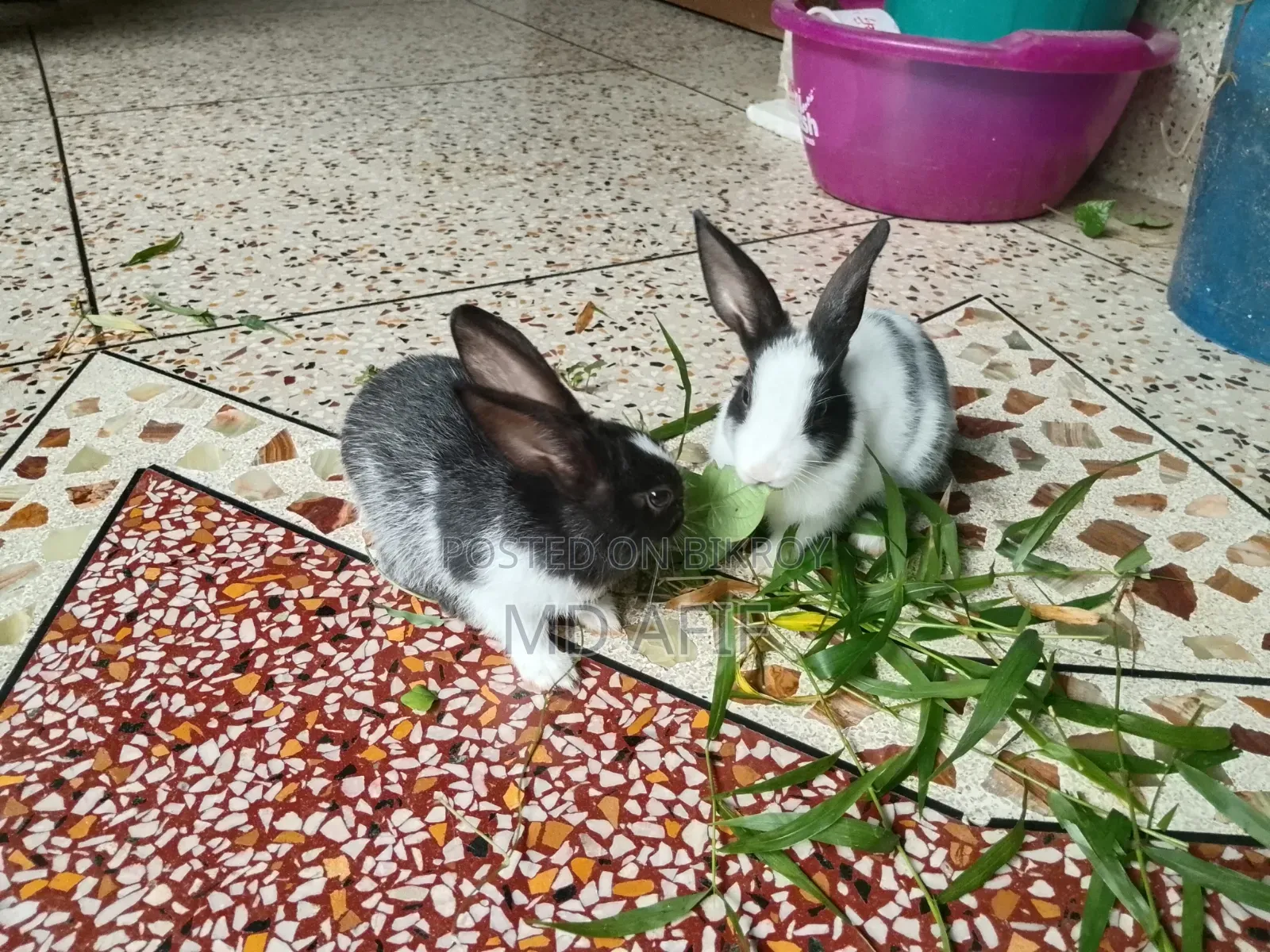Rabbit bunnies for sale