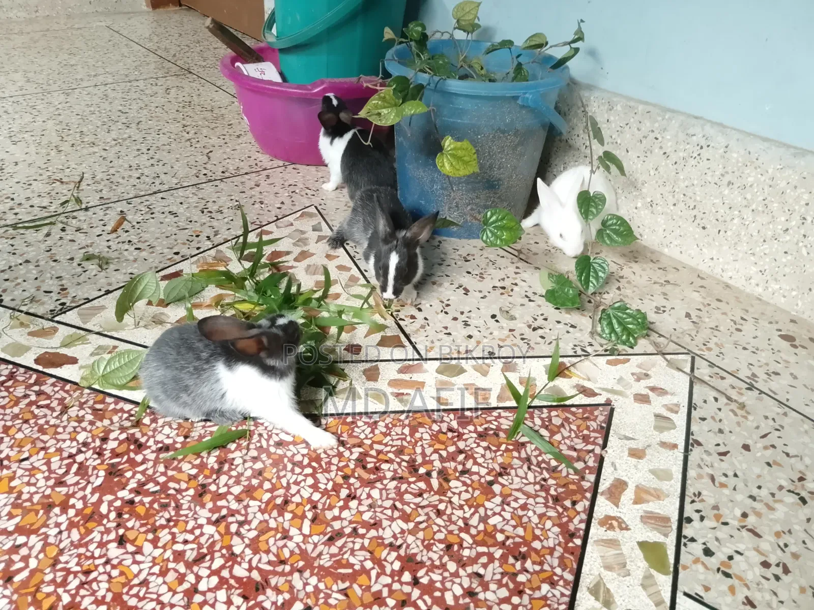 Rabbit bunnies for sale