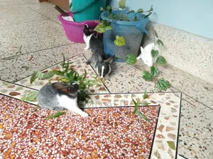 Rabbit bunnies for sale