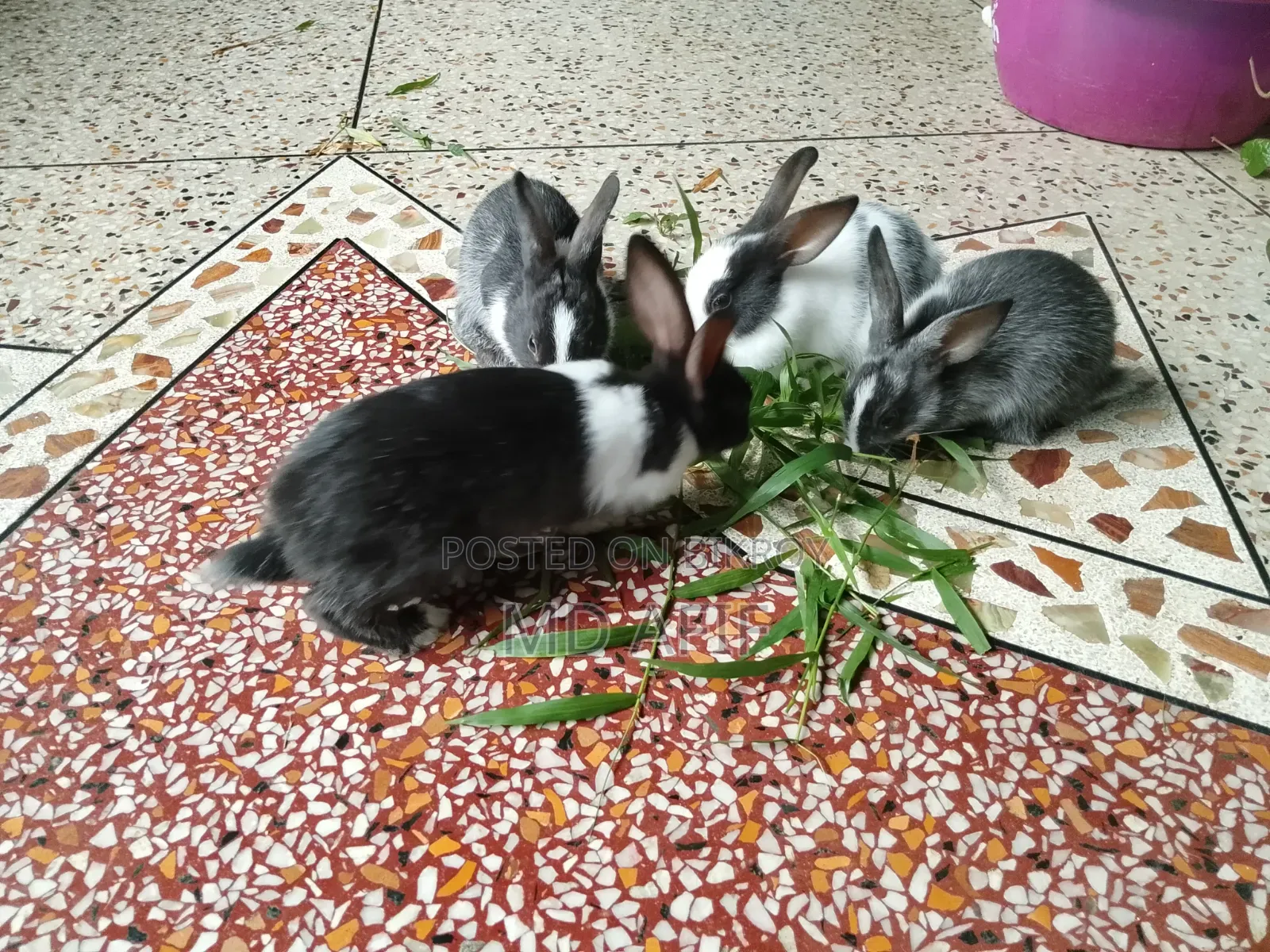 Rabbit bunnies for sale