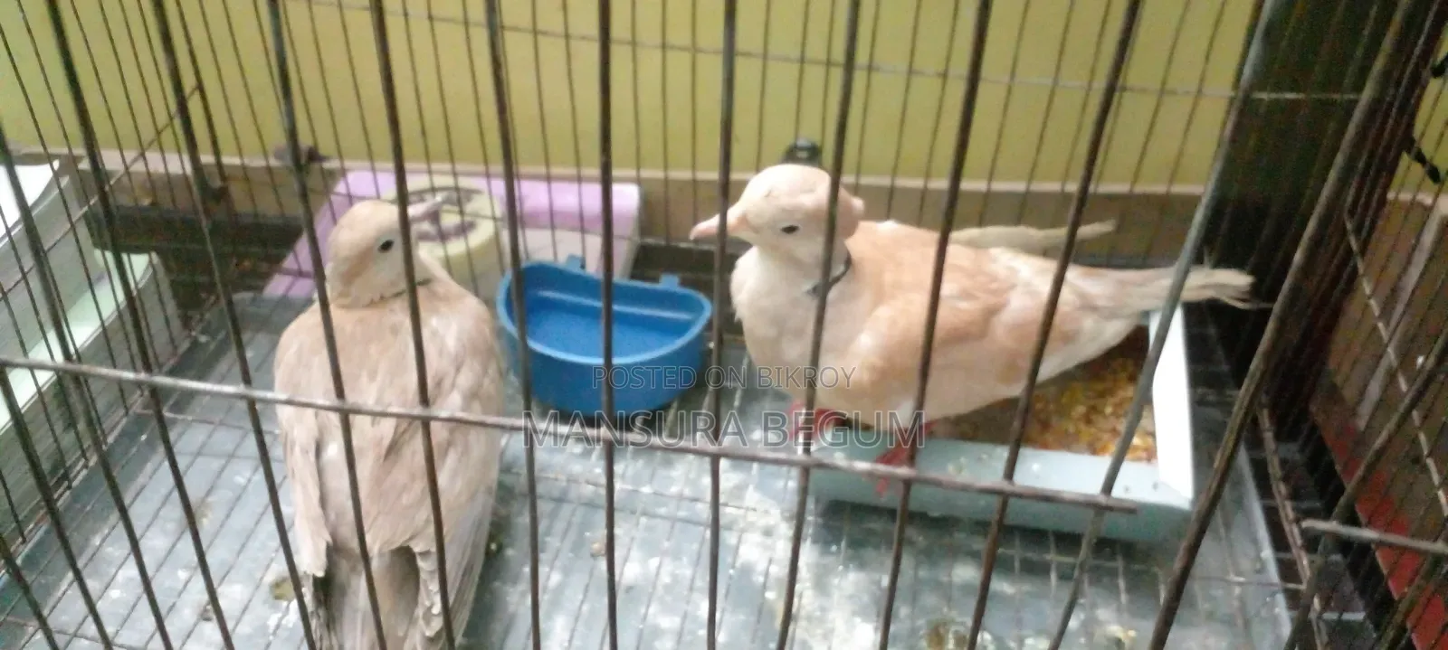 অস্ট্রেলিয়ান ঘুঘু / রানিং মাস্টার