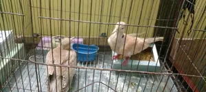 অস্ট্রেলিয়ান ঘুঘু / রানিং মাস্টার