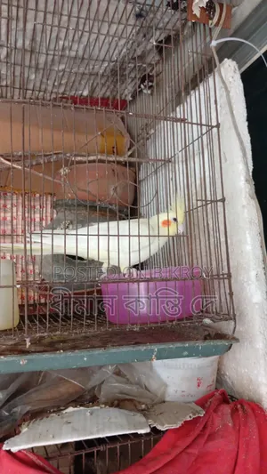 Cockatiel (Lutino)