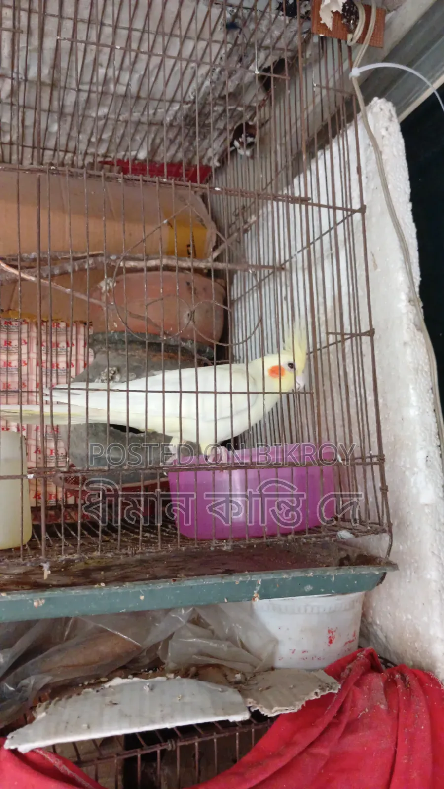 Cockatiel (Lutino)