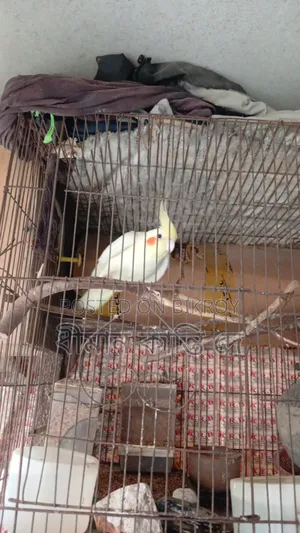 Cockatiel (Lutino)