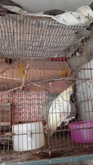 Cockatiel (Lutino)