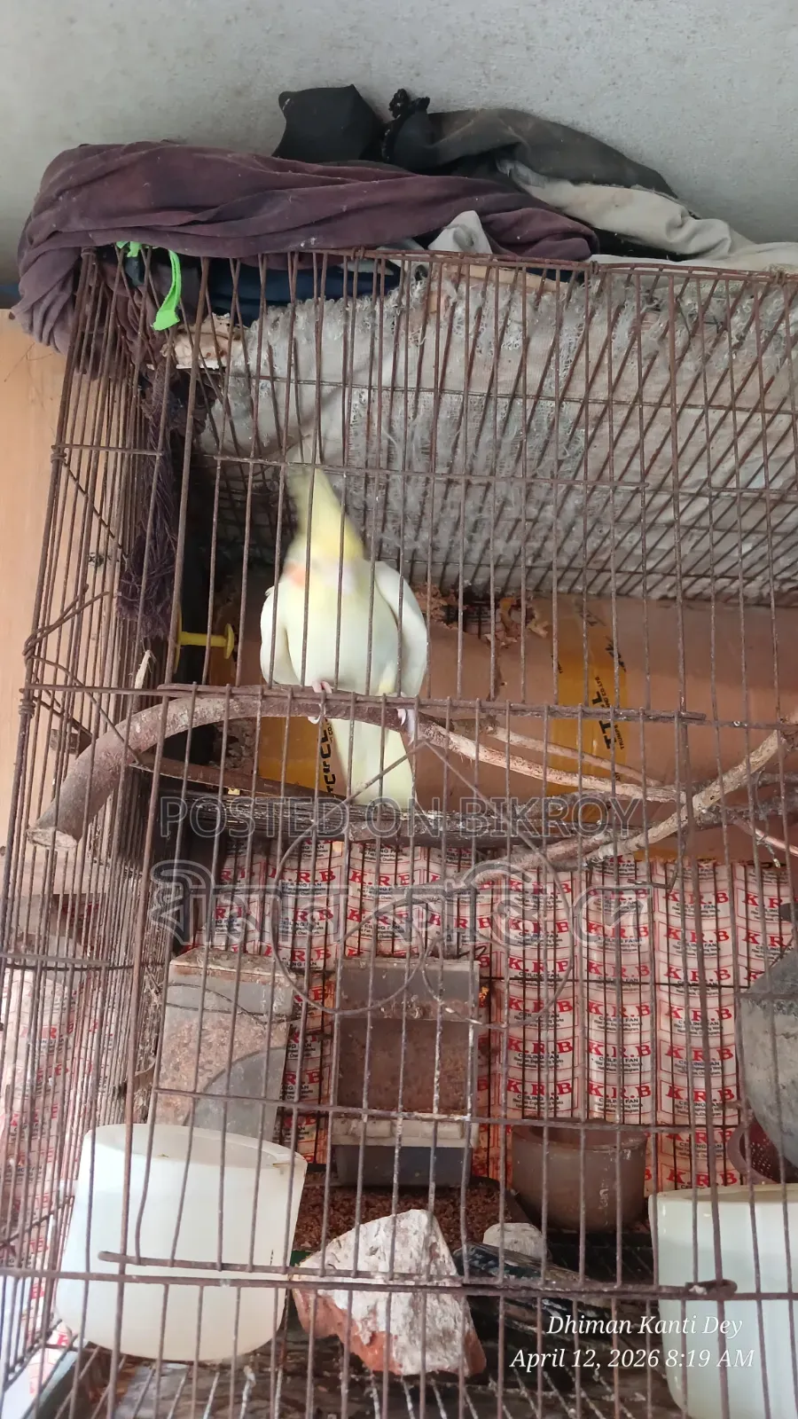 Cockatiel (Lutino)