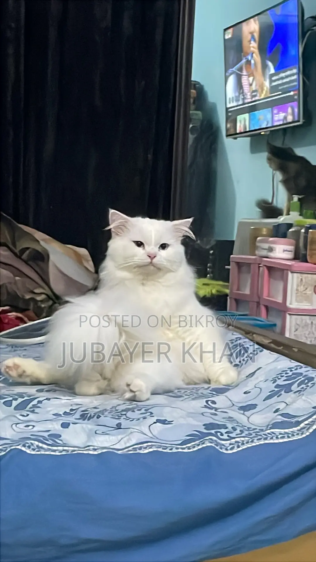 1+ Year Male Purebred Persian