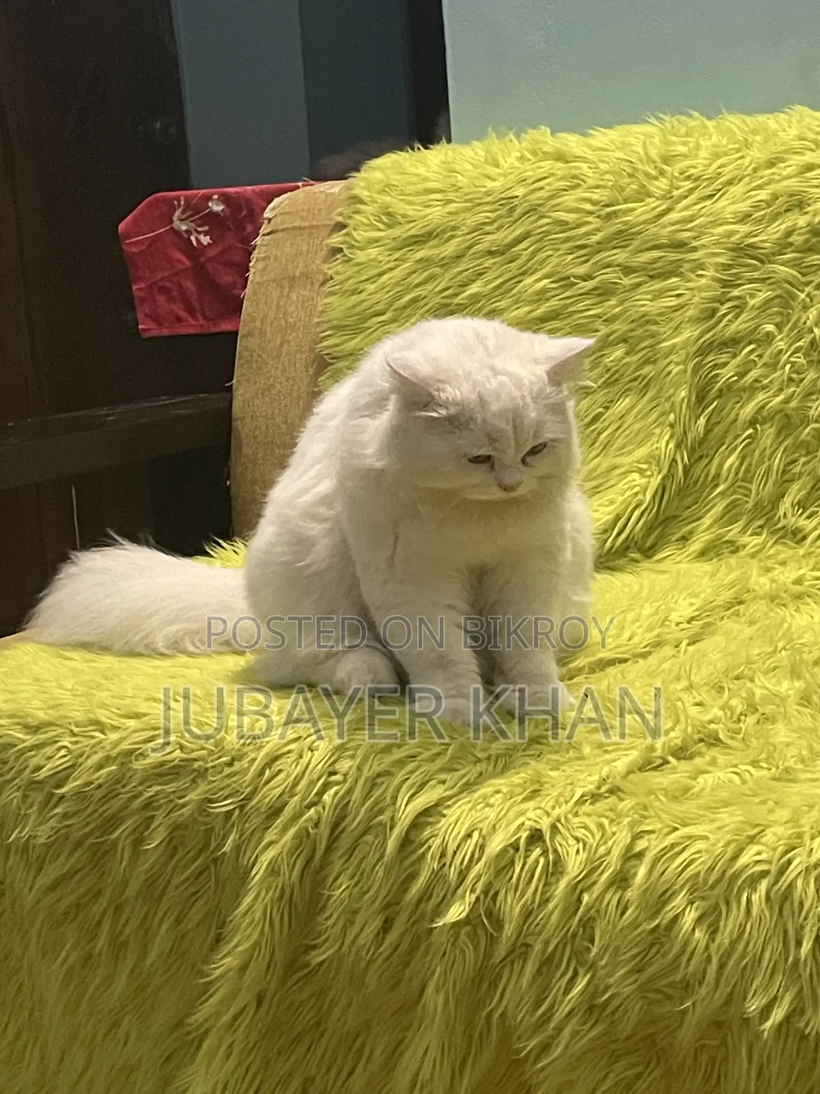 1+ Year Male Purebred Persian