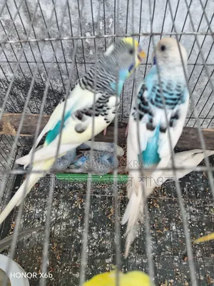 A pair of running budgie birds for sale