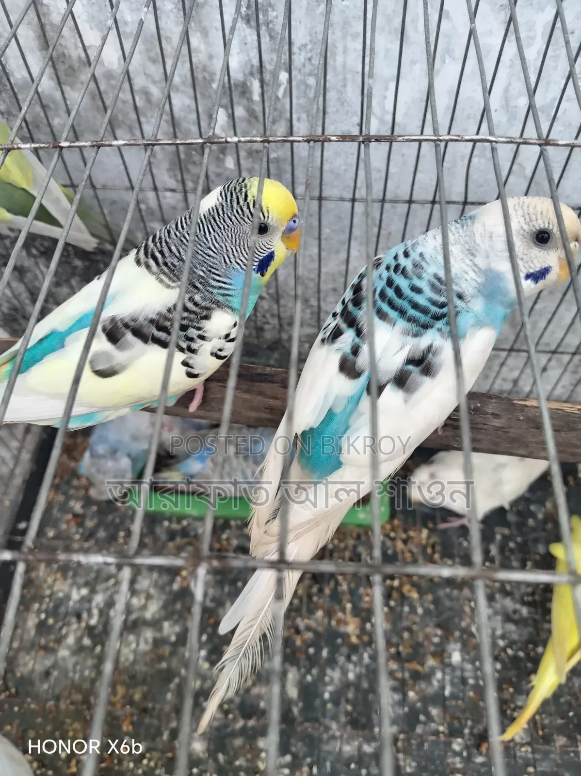 A pair of running budgie birds for sale