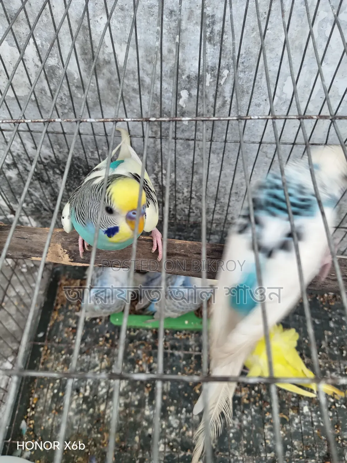 A pair of running budgie birds for sale