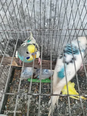 A pair of running budgie birds for sale