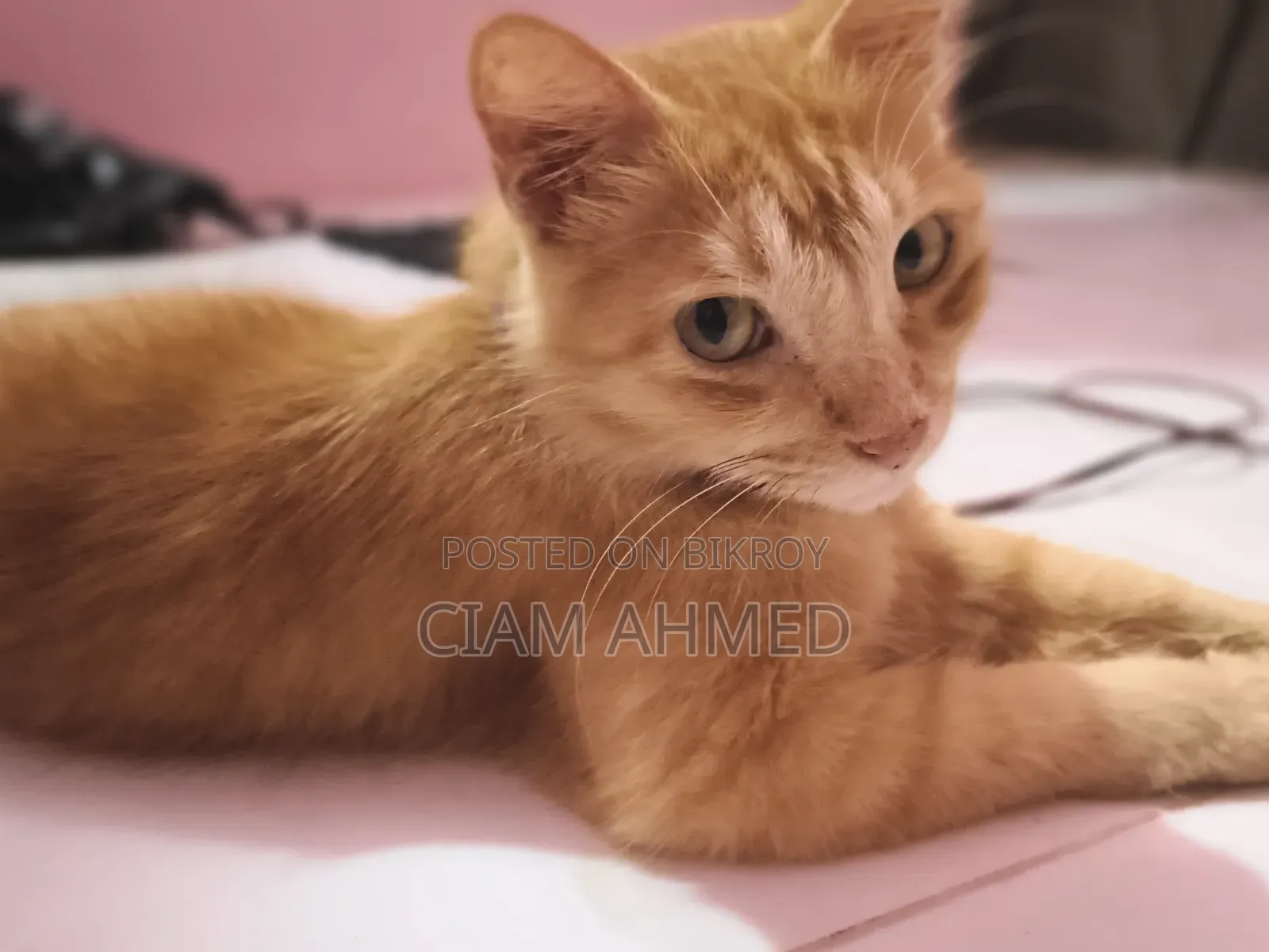 6-12 Months Female Mixed Breed Persian