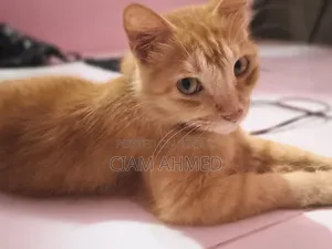 6-12 Months Female Mixed Breed Persian