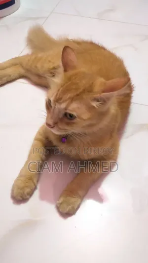 6-12 Months Female Mixed Breed Persian