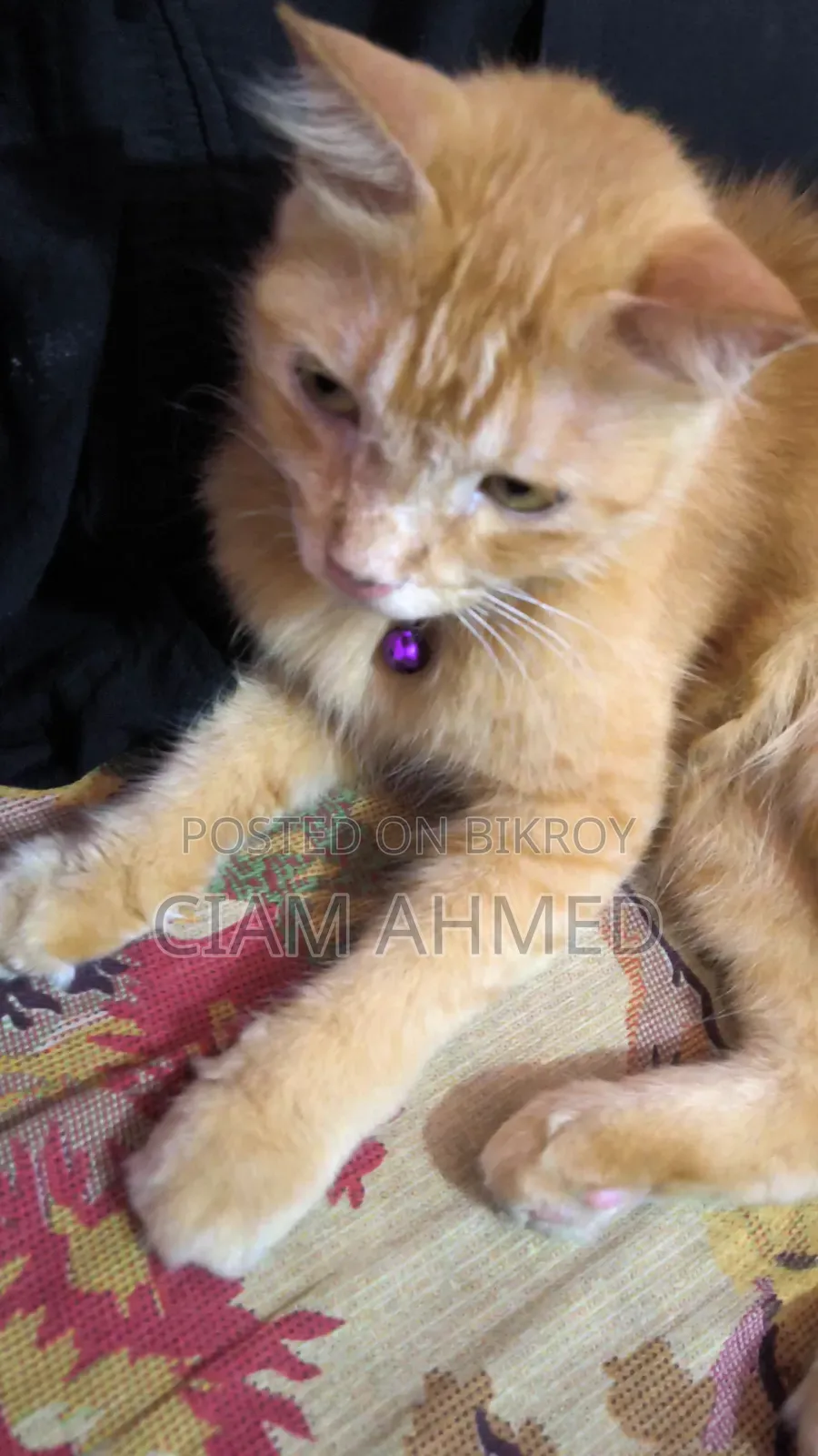 6-12 Months Female Mixed Breed Persian