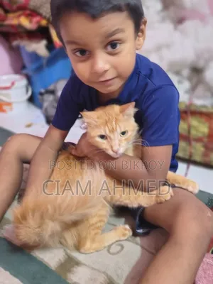 6-12 Months Female Mixed Breed Persian