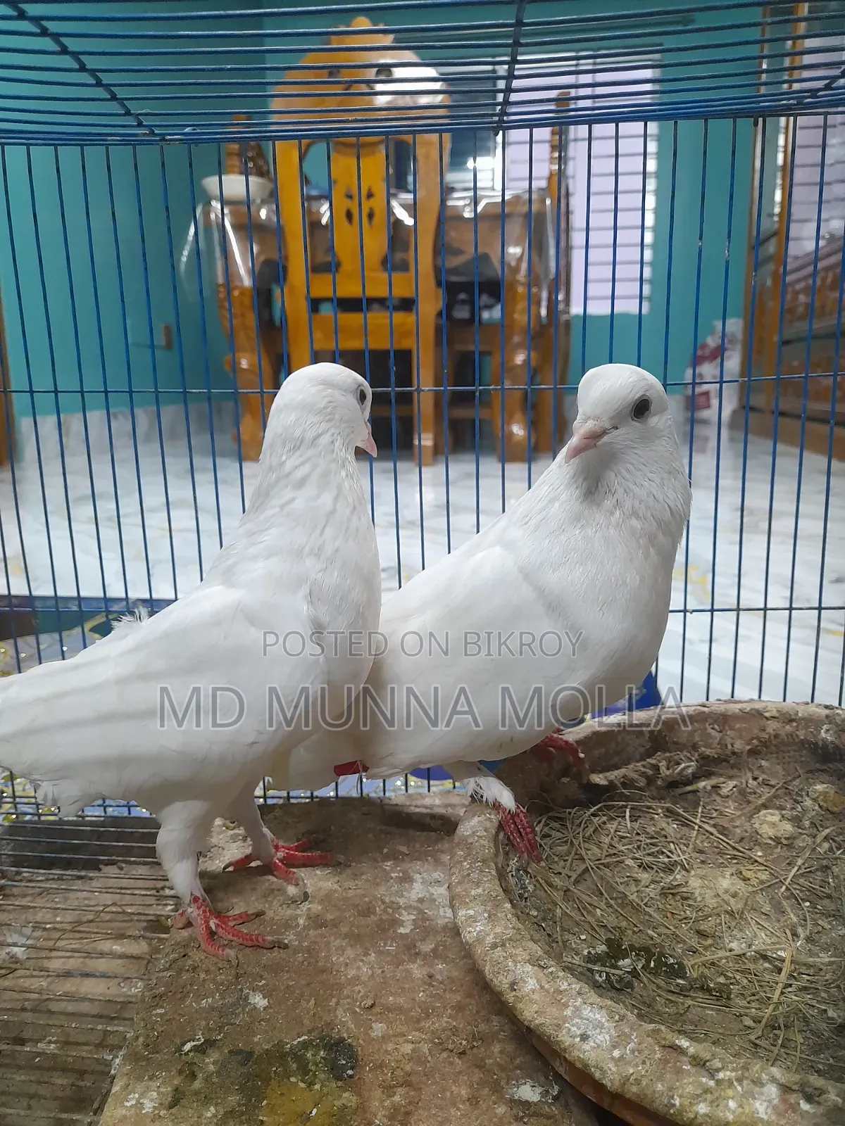 3 Pairs of Pigeons