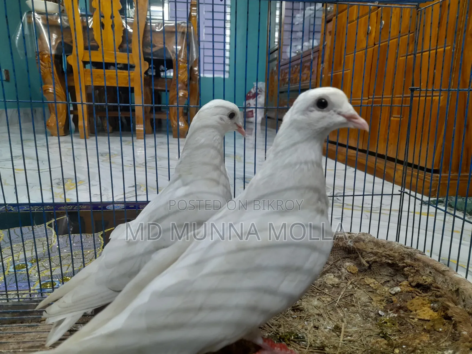 3 Pairs of Pigeons