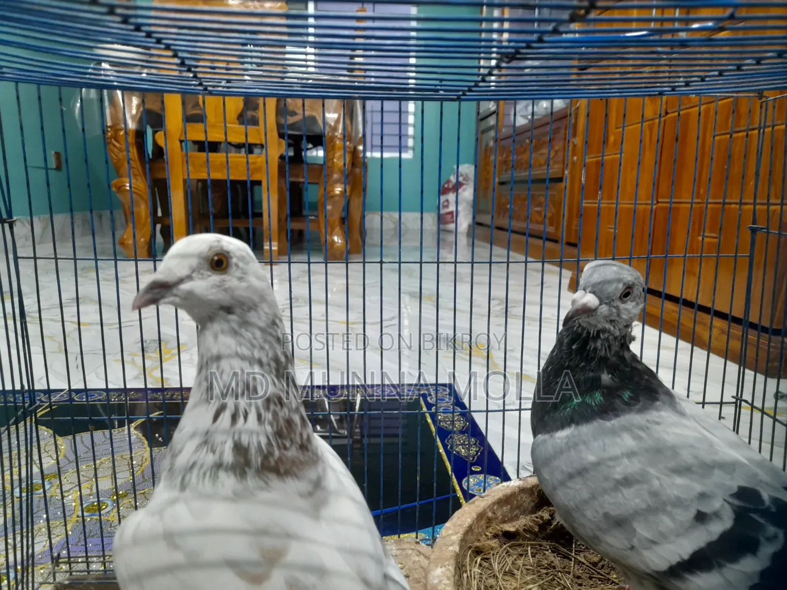 3 Pairs of Pigeons