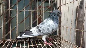 Jhuma Panghi Running Male