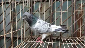Jhuma Panghi Running Male