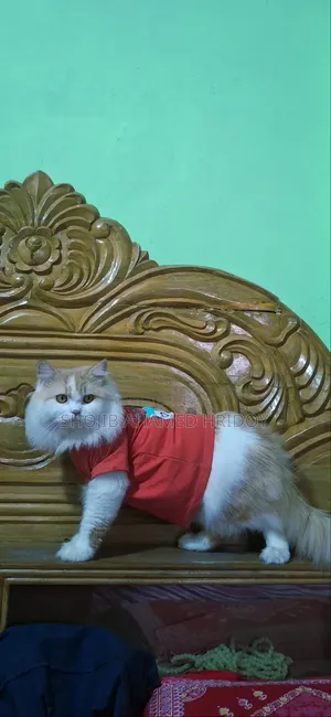 1+ Year Male Purebred Persian Cat
