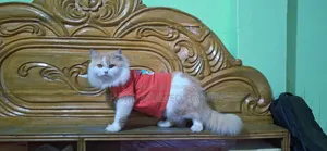 1+ Year Male Purebred Persian Cat