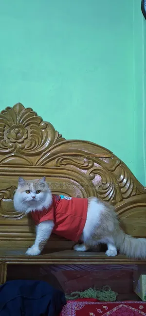 1+ Year Male Purebred Persian Cat