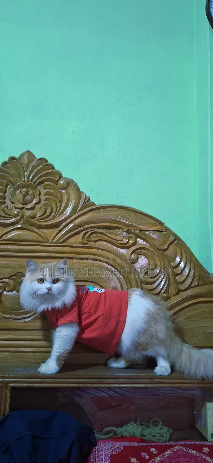 1+ Year Male Purebred Persian Cat