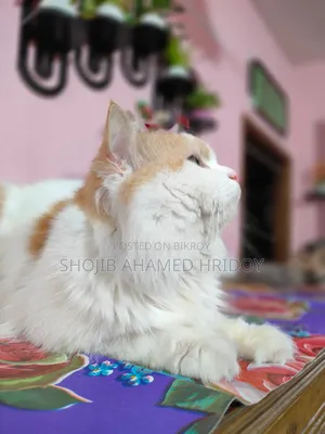 1+ Year Male Purebred Persian Cat