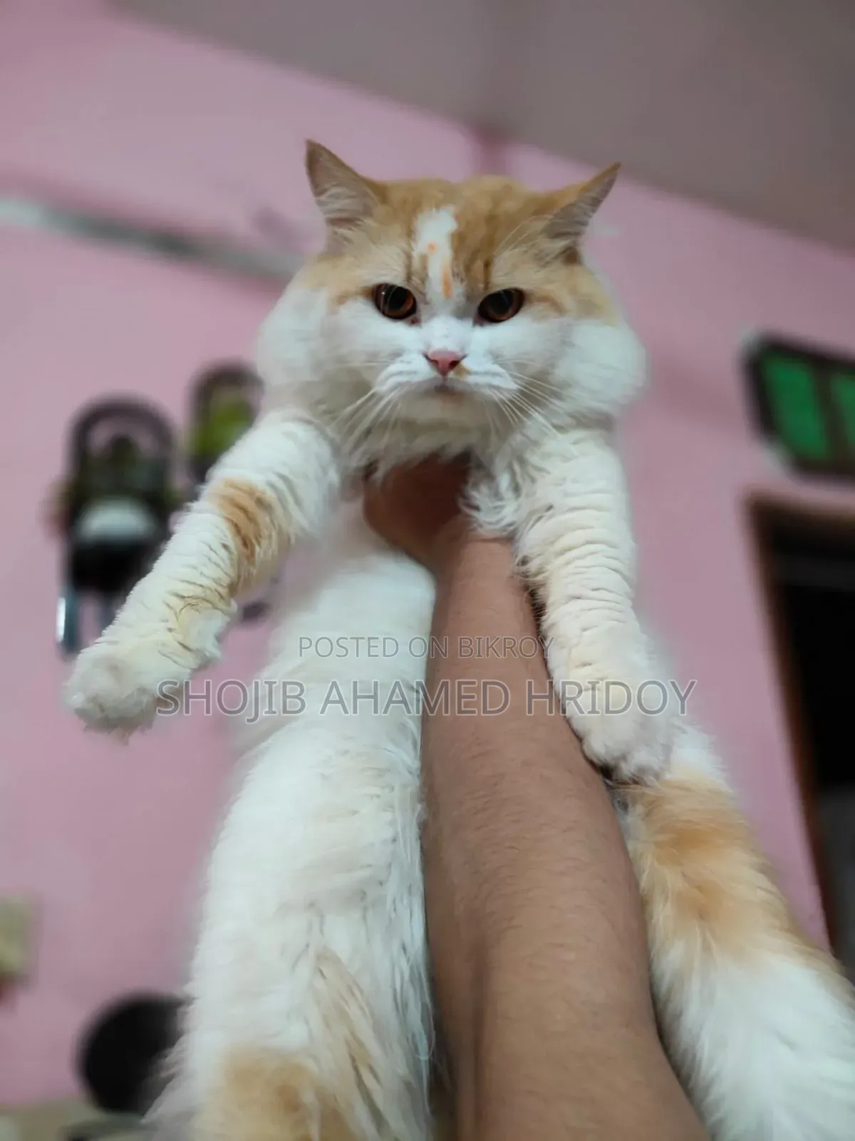 1+ Year Male Purebred Persian Cat