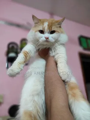 1+ Year Male Purebred Persian Cat