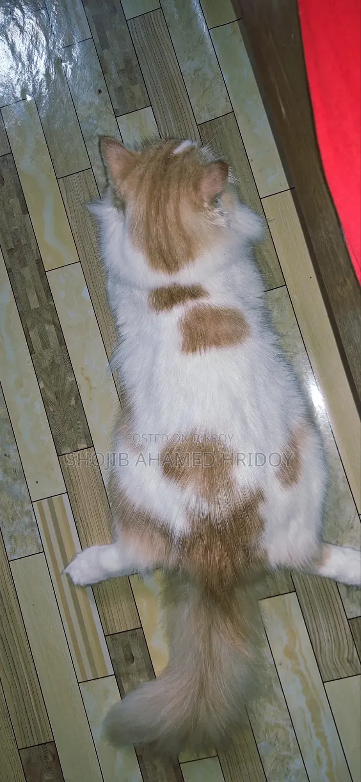 1+ Year Male Purebred Persian Cat