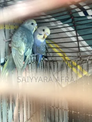 1 pair of Budgerigar bird chicks for sale.