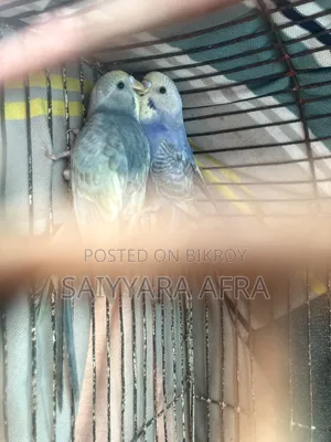 1 pair of Budgerigar bird chicks for sale.