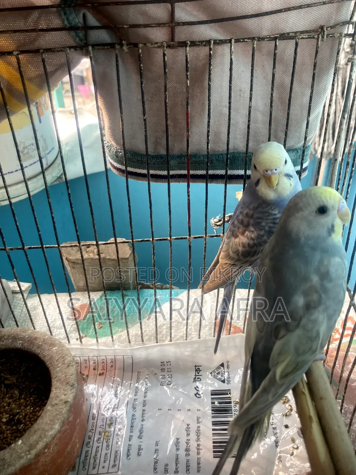 1 pair of Budgerigar bird chicks for sale.