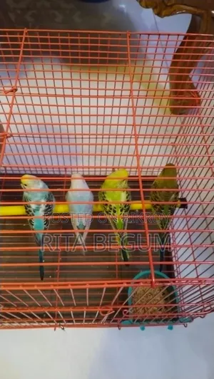 খাঁচাসহ বাজিগার পাখি বিক্রির জন্য