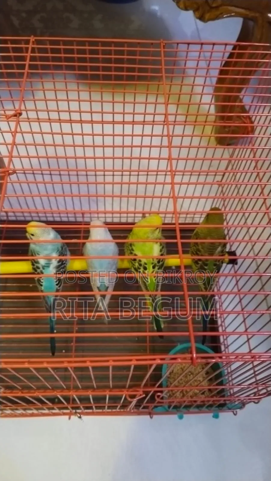 খাঁচাসহ বাজিগার পাখি বিক্রির জন্য