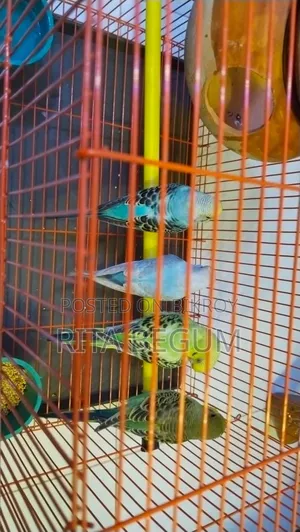 খাঁচাসহ বাজিগার পাখি বিক্রির জন্য