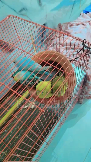 খাঁচাসহ বাজিগার পাখি বিক্রির জন্য