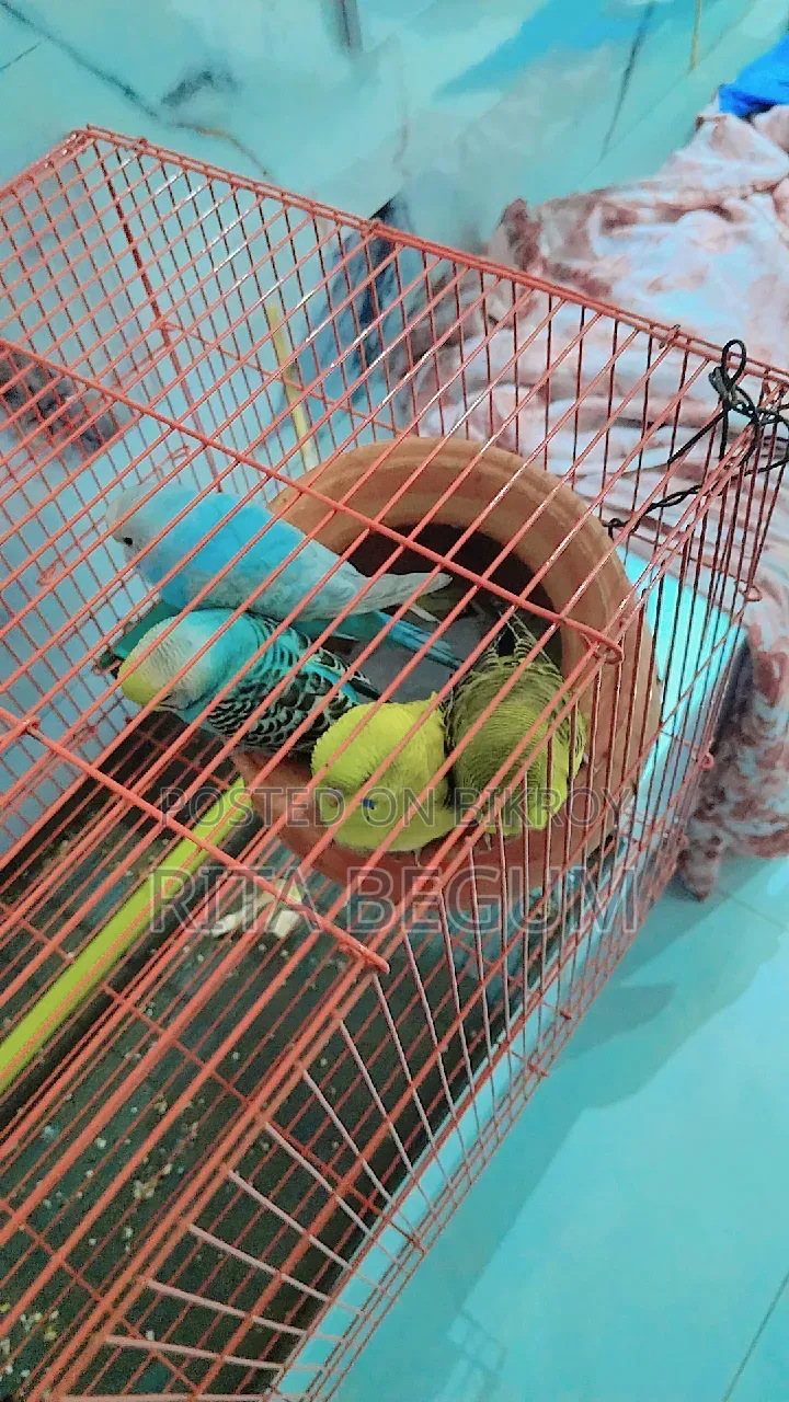 খাঁচাসহ বাজিগার পাখি বিক্রির জন্য