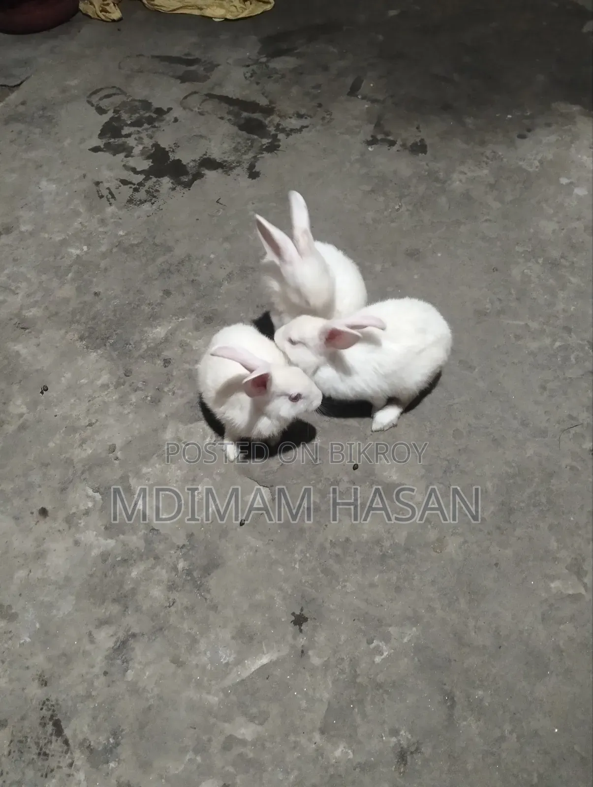 তিন টি খরগোশ বিক্রি করা হবে