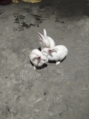 তিন টি খরগোশ বিক্রি করা হবে