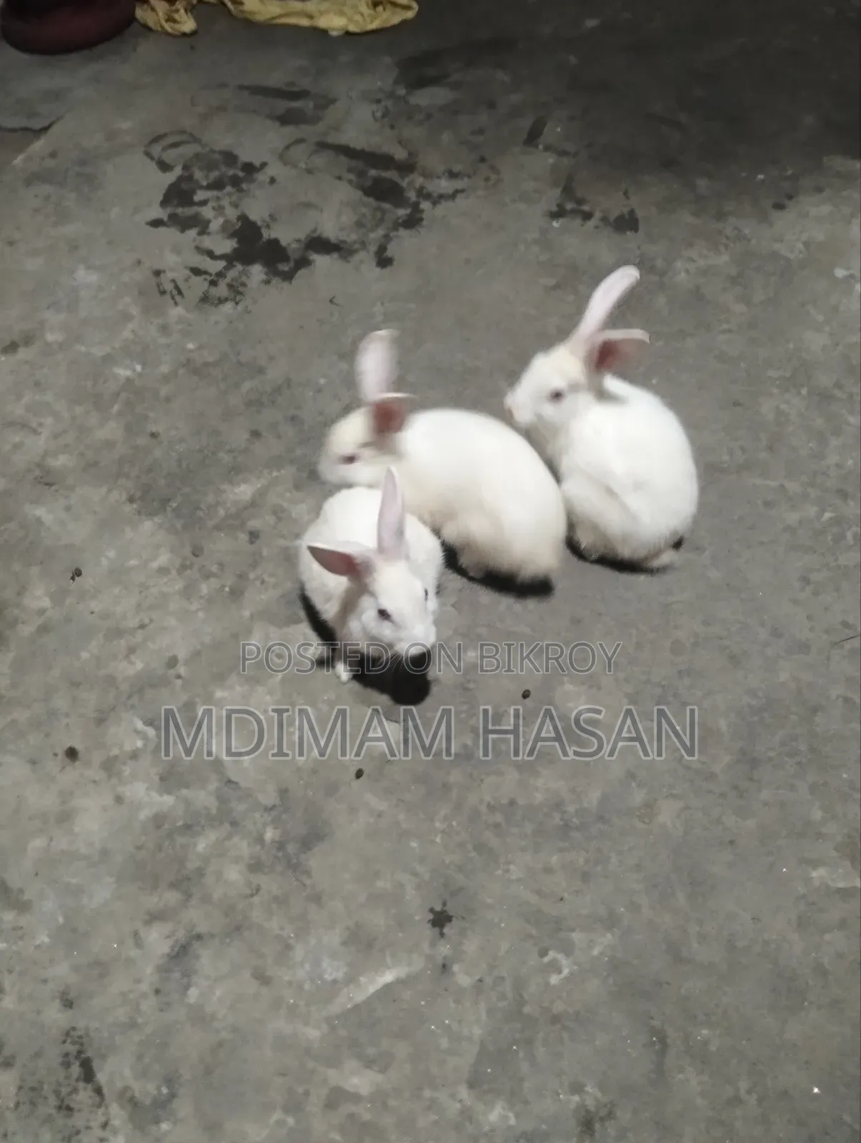 তিন টি খরগোশ বিক্রি করা হবে
